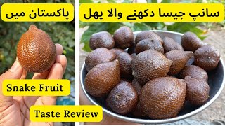 Snake Fruit In Pakistan | Taste Review | Salak Fruit | Rare Garden