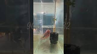 flowerhorn breeding pair available