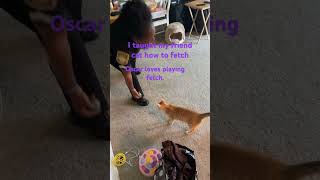 Oscar loves playing fetch #youtube #youtubeshorts #cats #animals #cat #catlover #catvideos