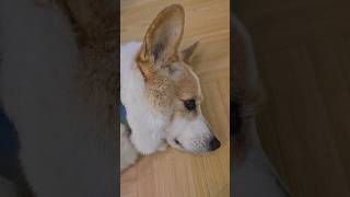 Can I nap next to you? #corgi #cute #pet #dogcafe #dog #doglover #penang #malaysia #shorts #sleep