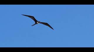 Seabird colonies on Bush Key in mid afternoon.