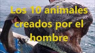 Los 10 animales creados por el hombre- Mike Beta tops