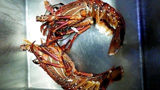 Lobster cooking| steamed lobster #shorts#seafoods