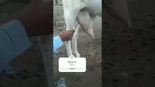 Mastitis in Goat