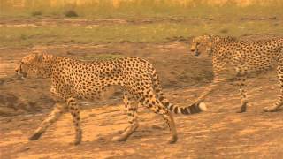 2 male cheetahs