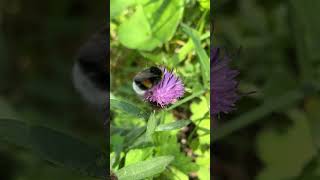 Bumblebee 🐝 feeding on clover ☘️💙