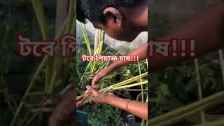 বারোমাস পিয়াজ চাষ!!How to grow onions Whole year!!! #shorts  #gardening #onion #how #to #grow