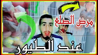 مرض الصلع عند الطيور