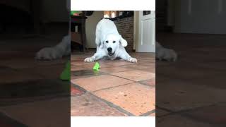 Labrador playing | #cute dog videos #shorts