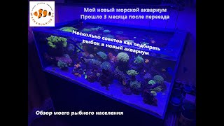 Мой морской аквариум 500 литров. Как подбирать рыбок.