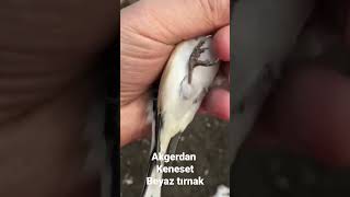 akgerdan keneset beyaz tırnak ful özellik