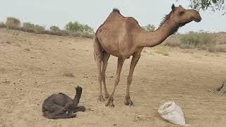 New baby born | Camel Giving Birth new Baby الجمل يلد مولوداً جديداً #الجمال #جمال_السعودية #youtube