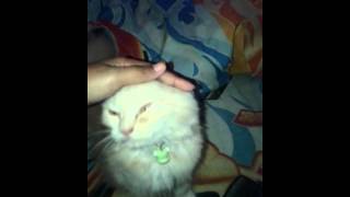 Kucing manja Funny Cat