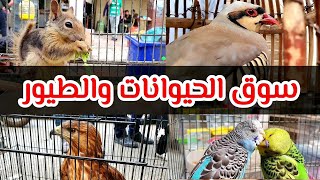 سوق الطيور والحيوانات في السليمانية. Birds and animals market in Sulaymaniyah