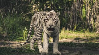 Beautiful Tiger Video Compilation | Wildlife | Animalism