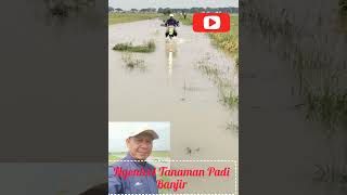 kontrol tanaman padi#shorts banjir#sawah #banjir #sawah