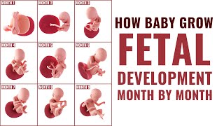 Fetal Development Month by Month - Week 4 to 40