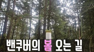 캐나다 노스 밴쿠버의 봄 오는 길