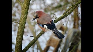 Eichelhäher Vogelstimme