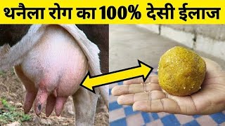 थनैला रोग का पक्का देसी ईलाज |Thanela rog ka ilaj|Thanela rog|Mastitis treatment in cow buffalo