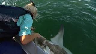 Shark Management Strategy - What we've learnt about Bull Sharks