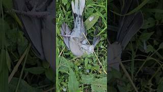 Dove 🕊 hunting | today I hunt big Dove🕊 #viral #nature #youtubeshort #fishing #dovehunt #viralvideo