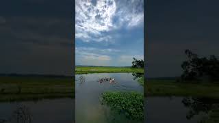 Goa farm swan duck swim offbeat. #goan #goanlife #village #villagelife #farm #farmlife #swan #duck