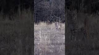 Here Kitty, Kitty, Kitty! #foxpro #bobcat #coyote #hunting #shorts