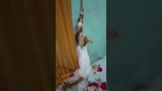 DEWISURYA - Kucing Nakal Yang Lucu #Shorts