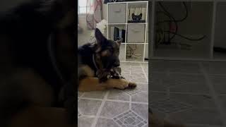 German shepherd destroys her toy already 😫#germanshepherd #dog #doglover #cute