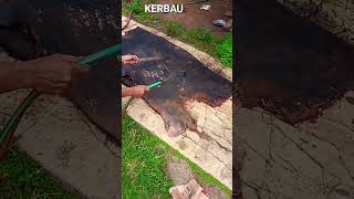 BAKAR BULU KERBAU #music #religion #cover #shortsyoutube