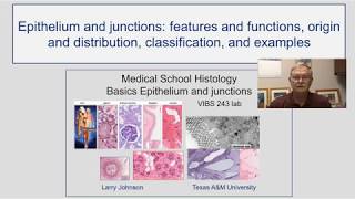 Epithelium- Features and Functions