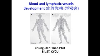 血管與淋巴管的發育 (Blood and lymphatic vessels development)