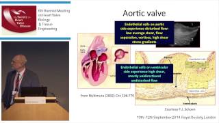 Peter Davies - Endothelial Phenotype Heterogeneity in an Unstable Hemodynamic Environment