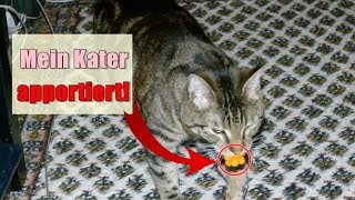 Mein Bengal-Mix Kater apportiert | Katze in Action | Das Spiel mit dem Noppenball | Ball