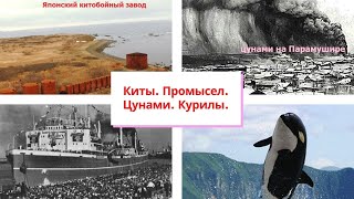 274.Киты Курильских островов. Цунами. Комбинат. Парамушир.