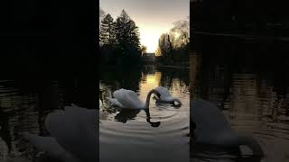 Swans / cygnes