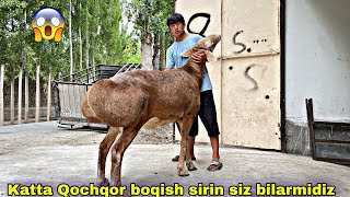 10000$ Qochqorni siri ochildi siz uchun sodiqjon.uz kanali