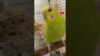 Sam & Bob happy about new cage :) #budgies #parrot #pets #letmedownslowly