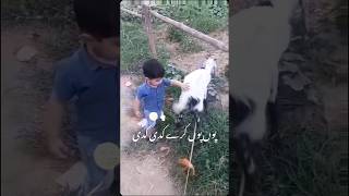 mera bakra teri gaayi #shorts #funny #kids #viral #pets #goat #bakra #baby #trending #comedy #like