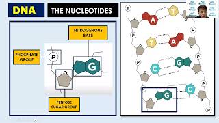 Central Dogma: DNA Replication