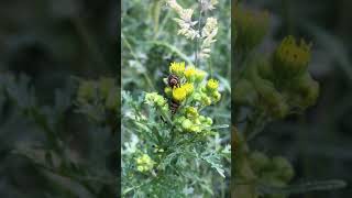 Ants harassing a Cinnabar caterpillar