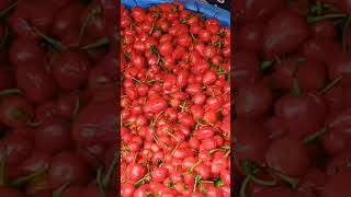 Mirchi in Darjeeling Sikkim Nepal | Extreme Chilli from Hill #chilli #darjiling