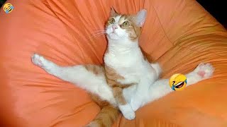 Cute! Silly cats 😂 Funniest Animals 🤣