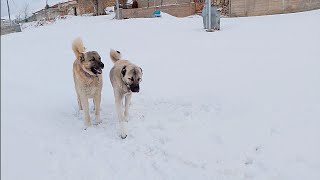 ZALO PİTONU GÖRÜNCE MORALİ ÇOK BOZULUYOR