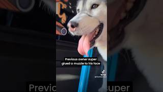 3 amazing dogs, 3 amazing stories 🥲.          #dog #shorts #viral #foryou #inspiration #viralshorts