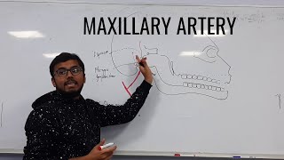 Maxillary artery