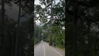 影片怎麼拍❓How to shoot a video？วิธีถ่ายวีดีโอ…📍Chiang Dao🇹🇭#thailand #chiangmai #nature  #泰國 #清邁 #影片