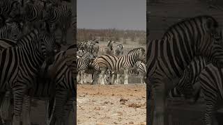 Zebra in Etosha National Park, Namibia.