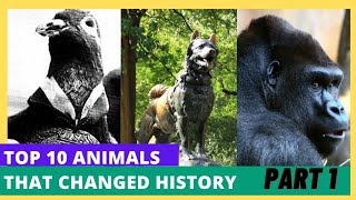 TOP 10 ANIMALS THAT CHANGED HISTORY FOR HUMANS LIFE. #top #animal #hostory #human